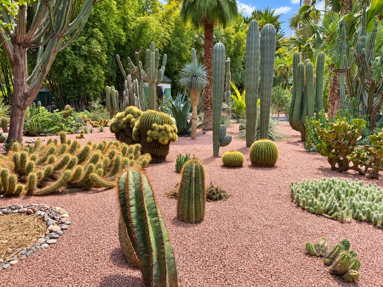 Jardin Majorelle — Les allées parmi les cactus